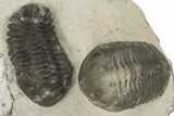 Pair Of Austerops Trilobite Fossils - Jorf, Morocco #204307-4